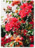 Poster Fleurs | A3 : 29,7x42cm