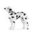 Chien Dalmatien taches noires Taille standard | JEKCA | 14 ans et +
