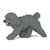Chien Caniche Nain qui marche gris Taille standard | JEKCA | 14 ans et +