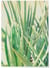 Poster Palm Tree Leaf 1 | A3 : 29,7x42cm