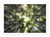 Affiche 50 x 70 cm -  Into the grove - Manjik Pictures