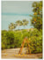 Affiche Lemon Trees | A3 : 29,7x42cm