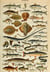 Puzzle 1000 pièces - Illustration du Larousse pour Tous : Poissons, XIXè Siècle - Grafika