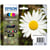 EPSON Multipack T1806 - Pâquerette - Noir, Cyan, Magenta, Jaune (C13T18064012)