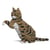 Chat Tigré marron qui donne la patte | JEKCA | 14 ans et +