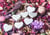 Puzzle 500 pièces - Love - White Hearts - Grafika