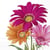 Lot de 4 serviettes en papier découpage collage 33 cm FLEUR GERBERA FA 121 XL