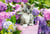 Puzzle 2D 1500 pièces - Chaton dans le Pot - Castorland