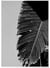 Poster Palmier noir et blanc 2 | A3 : 29,7x42cm