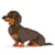 Chien Teckel assis marron et feu Taille standard | JEKCA | 14 ans et +