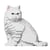 Chat British Shorthair blanc assis | JEKCA | 14 ans et +