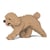 Chien Caniche Nain qui marche beige Taille standard | JEKCA | 14 ans et +