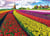 Puzzle 1000 pièces - Champ de Tulipes aux Pays-Bas - Eurographics