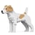 Chien Jack Russell Terrier taches beiges Taille standard | JEKCA | 14 ans et +