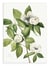 Affiche 50 x 70 cm -  Virginia Stewartia (1925) - Mary Vaux Walcott