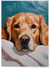 Affiche Chien regard doux | A3 : 29,7x42cm