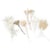 Fleurs séchées coloris blanc 10 pièces
