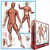 Puzzle 1000 pièces - Système musculaire - Eurographics