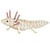 Maquette 3D en papier Axolotl