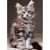 Puzzle le chaton maine coon 1000 pièces - collection tendresse, animaux - nathan - 00923