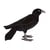 Corbeau 18cmH - Anima