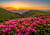 Crépuscule Rose
