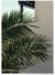 Affiche Nature Palmier | A3 : 29,7x42cm