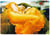Puzzle 1000 pièces - Frederick Lord Leighton : Flaming June - Eurographics