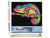Peinture par Numéro Figured'Art - Caméléon Pop Art - Kit de Loisir Créatif DIY Numéro d'Art Complet - 40x50cm toile roulée + châssis en bois à monter