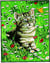Kit Canevas Chat 20x25 cm
