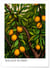 Affiche William Morris n°20 | A3 : 29,7x42cm
