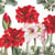 Lot de 4 serviettes en papier découpage collage 33 cm AMARYLLIS DE NOEL N 701