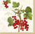 Lot de 4 serviettes en papier découpage collage 33 cm JARDIN HIVER FRUIT ROUGE