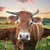 Lot de 4 serviettes en papier découpage collage 33 cm VACHE A 319