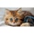 Puzzle animaux : chaton 200 pieces - educa - 17154