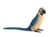 Anima – Ara bleu 31cmH / 72cmL – Hansa