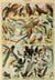 Puzzle 1000 pièces - Illustration du Larousse pour Tous : Oiseaux, XIXè Siècle - Grafika