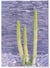 Affiche nature Cactus 2 | A3 : 29,7x42cm