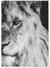 Poster Lion noir et blanc 1 | A3 : 29,7x42cm