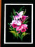 Canevas Pénélope Antique Orchidées 30x40cm