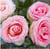 Lot de 4 serviettes en papier découpage collage 33 cm ROSE GIVRE F 502