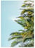 Affiche Palm Trees 5 | A3 : 29,7x42cm