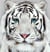Diamond Painting Broderie Diamant LUMINLIFE 40x50cm, 100% strass, diamants ronds - Tigre blanc
