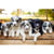 Puzzle 1000 Pièces Chiot Border Collier - Alize Group