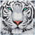 Tableau Broderie Diamant Crystal Art 30x30cm Tigre des neiges