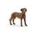 13895 Chien de Rhodesie a crete dorsale - Schleich