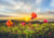 Puzzle 1000 pièces - Cloudberries - Heye