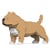 Chien American Bully beige Taille standard | JEKCA | 14 ans et +
