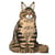 Chat Maine Coon marron assis | JEKCA | 14 ans et +