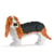 Chien Basset Hound roux Taille standard | JEKCA | 14 ans et +